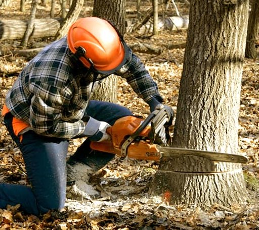 Tree Removal in Powderhorn, CO